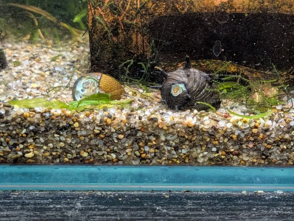 石巻貝とサザエ石巻貝