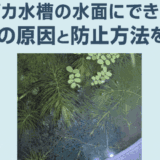 メダカ水槽の水面にできる油膜の原因と防止方法を徹底解説