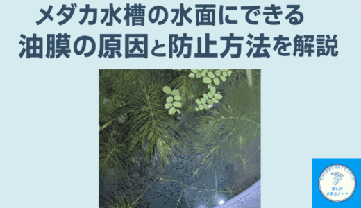 メダカ水槽の水面に油が浮く？油膜の原因と防止方法を徹底解説