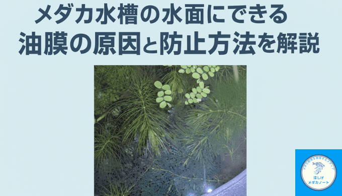 メダカ水槽の水面にできる油膜の原因と防止方法を徹底解説