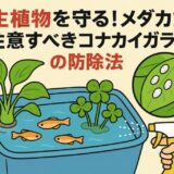 水生植物に白い粉⁉メダカ飼育で注意すべきコナカイガラムシの防除法」