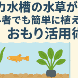 メダカ水槽の水草が浮く?初心者でも簡単に植えられるおもり活用術