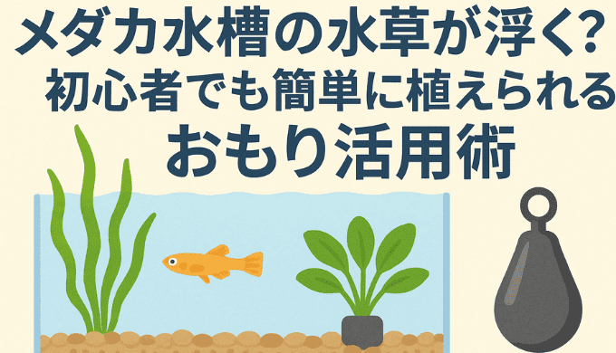 メダカ水槽の水草が浮く？初心者でも簡単に植えられるおもり活用術