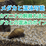 メダカ水槽に最適！カワニナの飼育方法と混泳のポイント