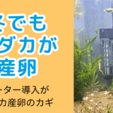 冬でもメダカを産卵させる!GEX「メダカ元気オートヒーターSH55」で水温管理を検証