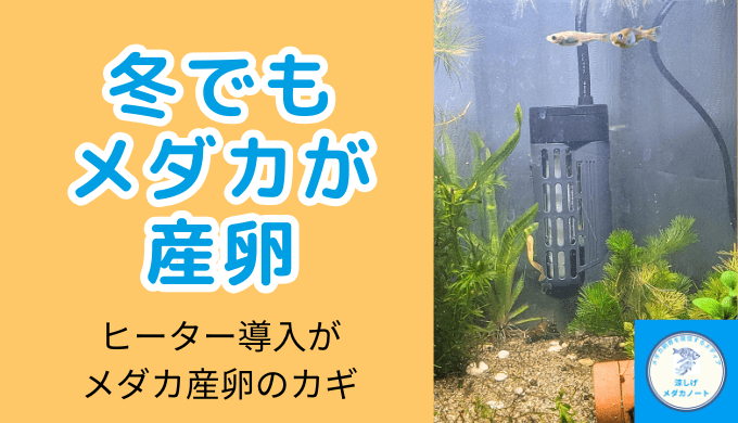 冬でもメダカを産卵させる！GEX「メダカ元気オートヒーターSH55」で水温管理を検証