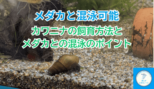 メダカ水槽に最適！カワニナの飼育方法と混泳のポイント