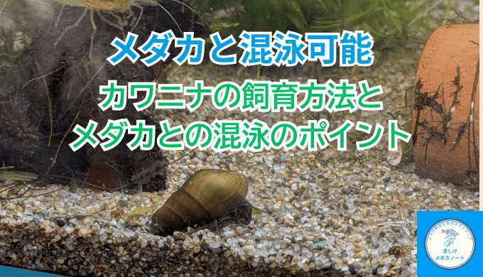 メダカ水槽に最適！カワニナの飼育方法と混泳のポイント