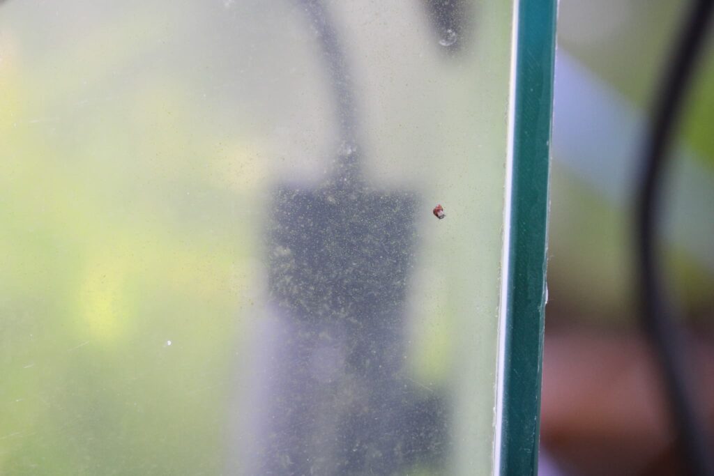 カワニナの稚貝