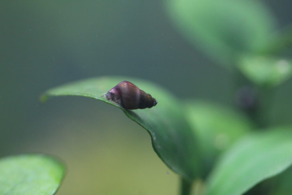 カワニナの稚貝