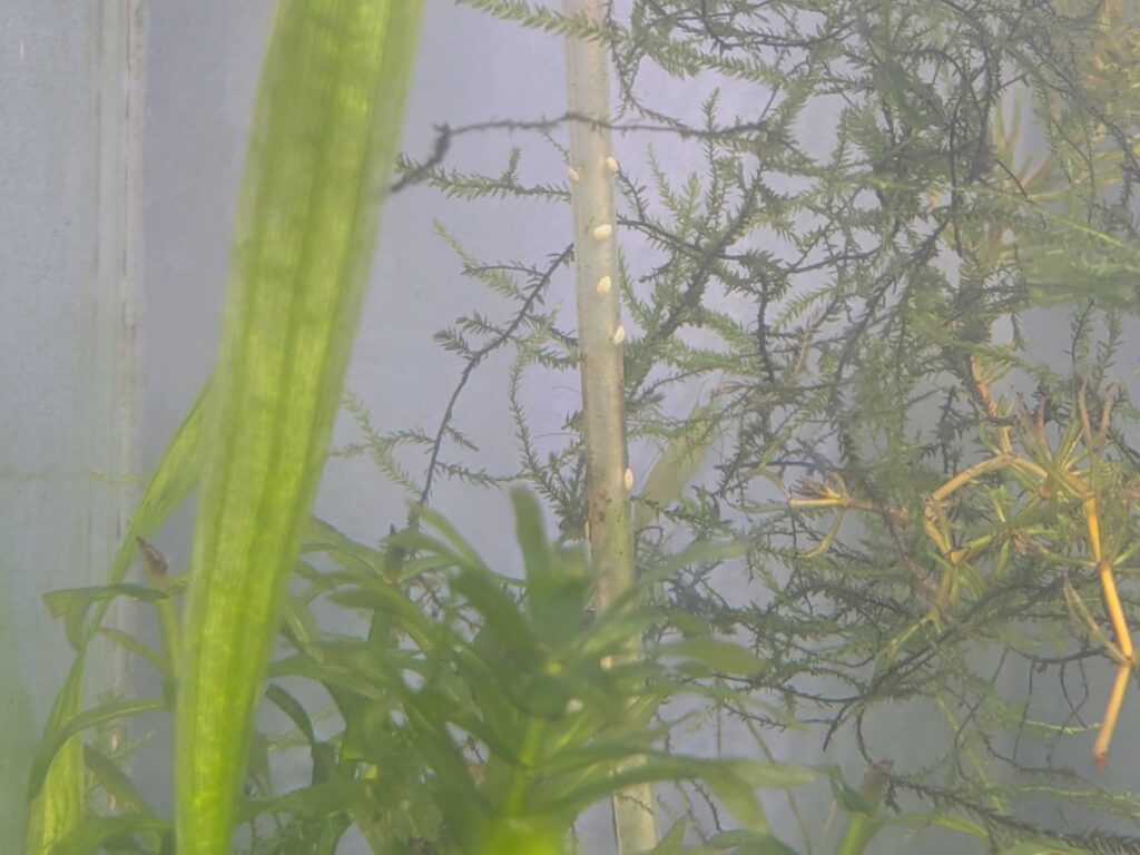 石巻貝の卵