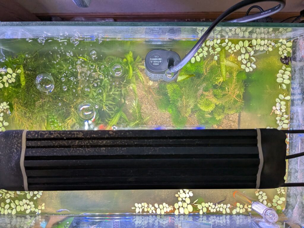水槽に入れたヒーターを上から見た