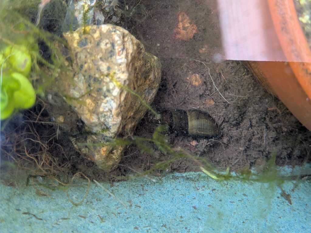 メダカビオトープにいるカワニナ