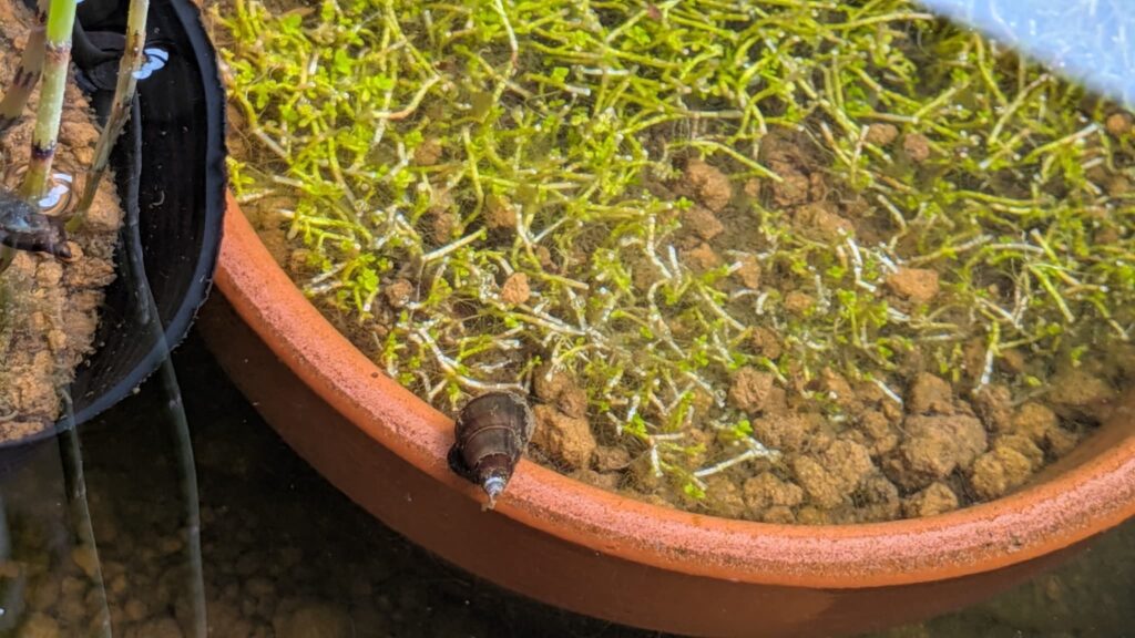 カワニナの稚貝