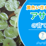 黄色い花も咲く アサザ の育て方