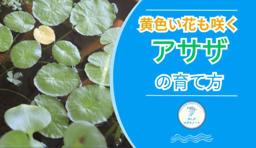 黄色い花も咲く アサザ の育て方