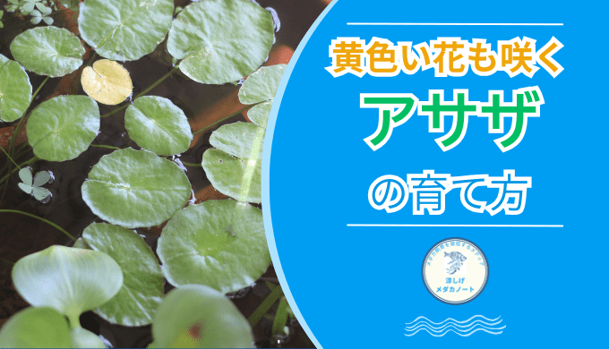 黄色い花も咲く アサザ の育て方
