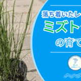 ミズトクサの育て方