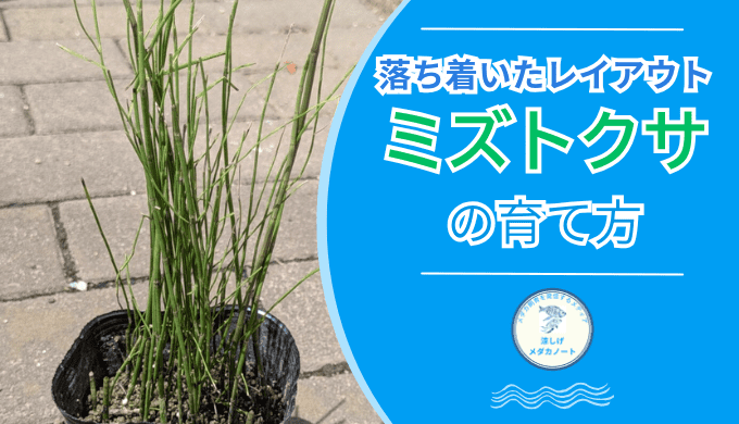 ミズトクサの育て方