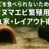 稚エビを食べられないために!ミナミヌマエビ繁殖用の隠れ家・レイアウト術