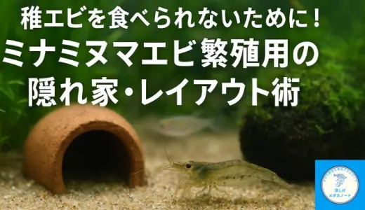 稚エビを食べられないために！ミナミヌマエビ繁殖用の隠れ家・レイアウト術
