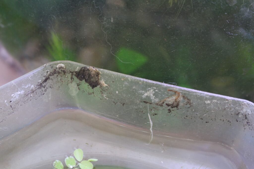 小型水槽のふち