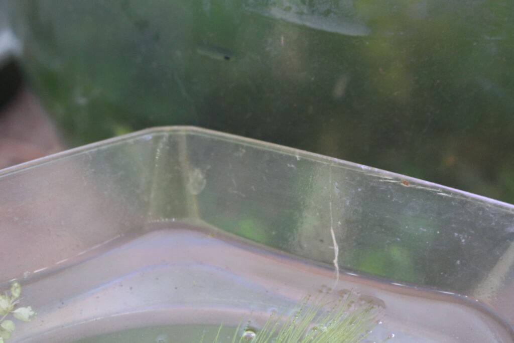 小型水槽のふち