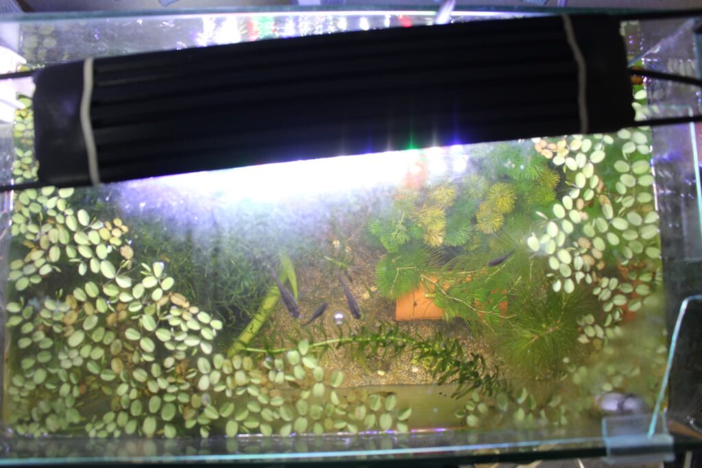 上から見たメダカ水槽