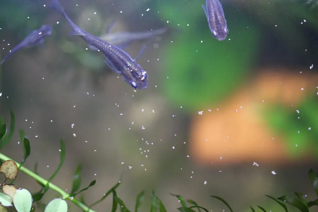 メダカの舞メンテナンス