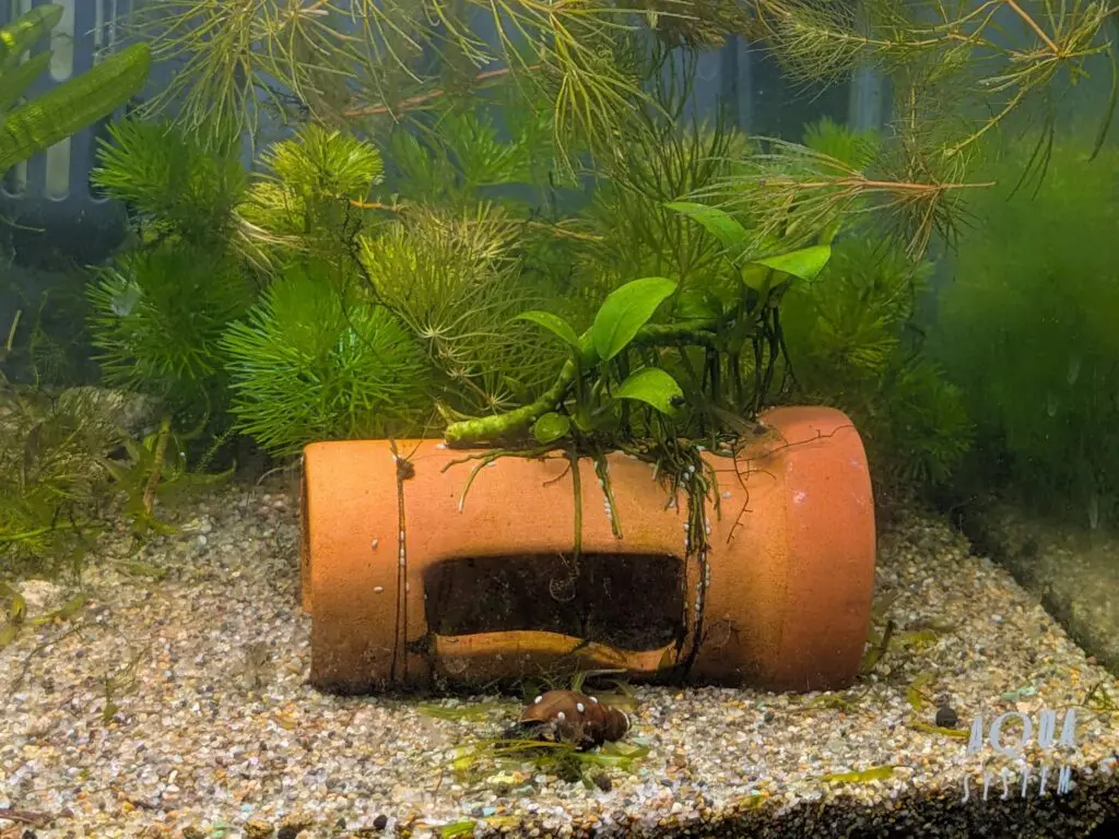 水槽の土管