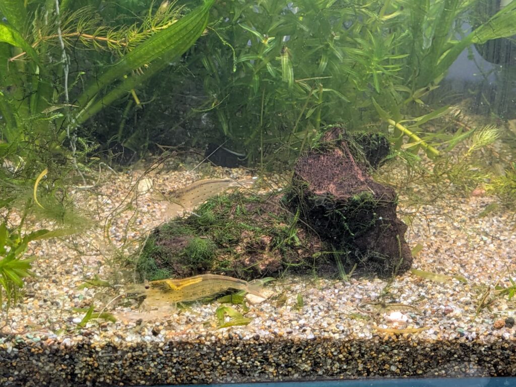 流木とウィローモス