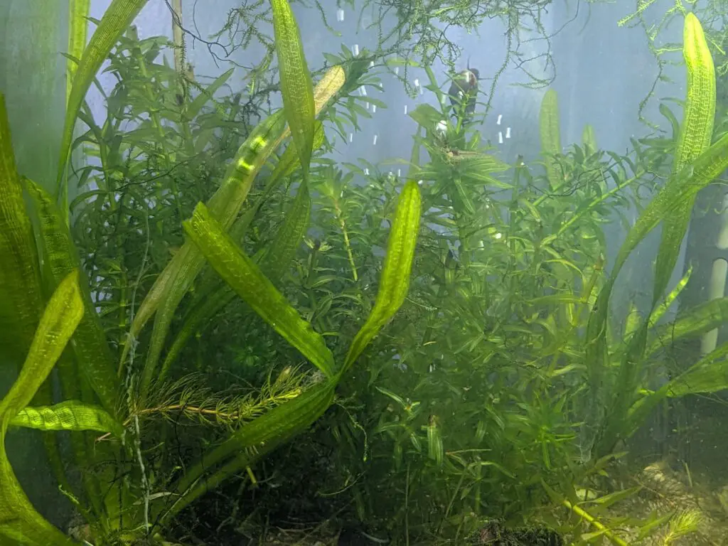 アナカリスとスクリューバリスネリア