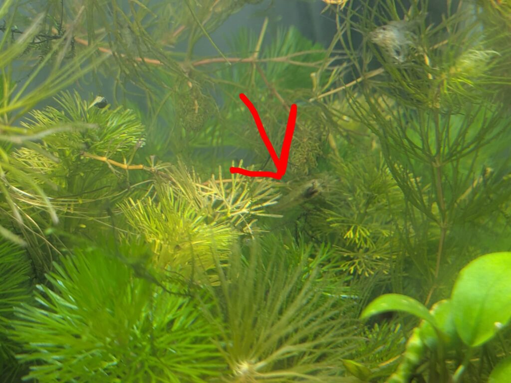 カボンバに隠れるミナミヌマエビ