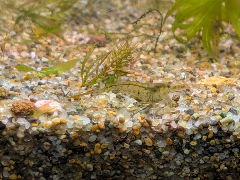 ミナミヌマエビ