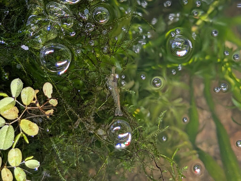 ウィローモスとミナミヌマエビ