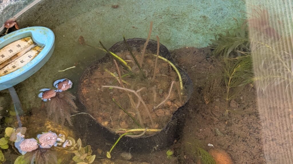 越冬中のアサザ