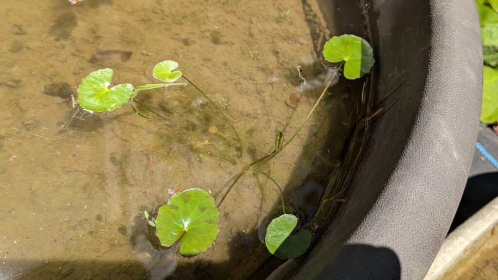 荒木田土で育てているアサザ