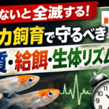 知らないと全滅する!メダカ飼育で守るべき水質・給餌・生体リズム