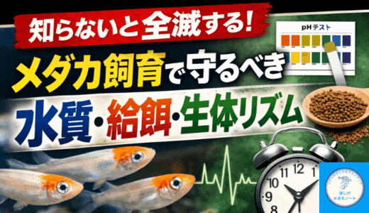 知らないと全滅！メダカ飼育で守るべき水質・エサやり・生体リズム