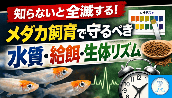 知らないと全滅する！メダカ飼育で守るべき水質・給餌・生体リズム
