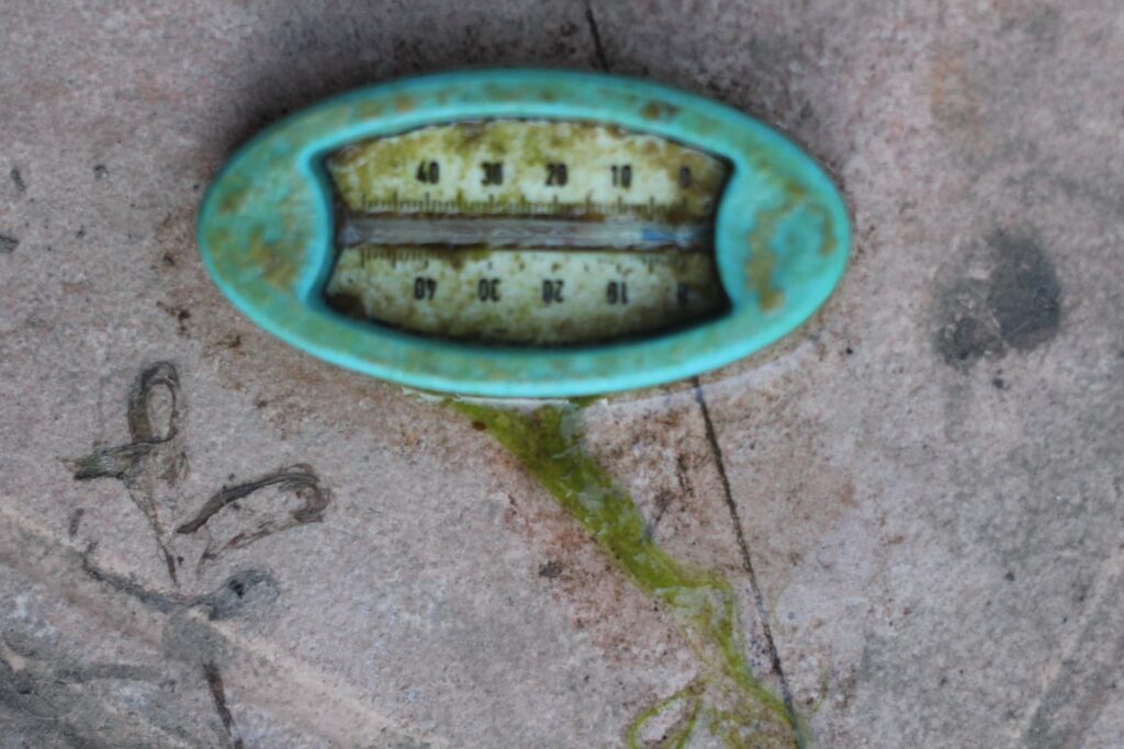 水温計に付着したアオミドロ