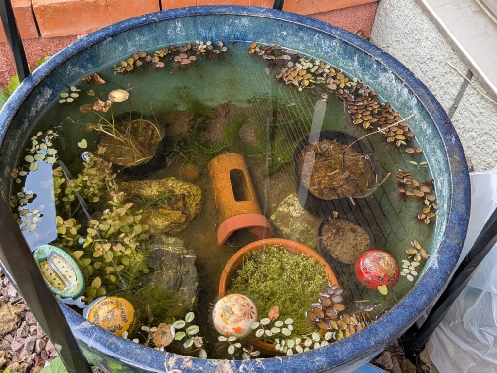 メダカビオトープ