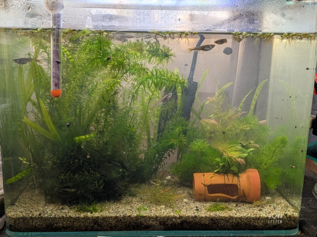 室内のメダカ水槽