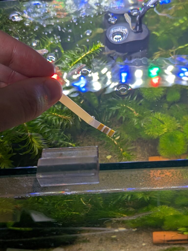 水につけているテトラテスト試験紙ペーハー