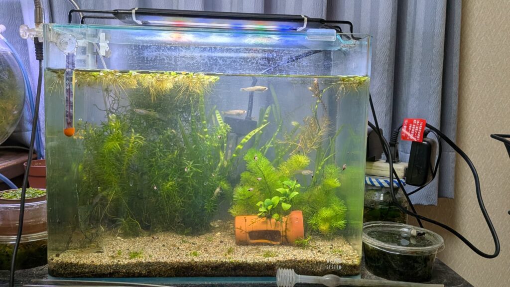 Lmpyfアクアリウムライト