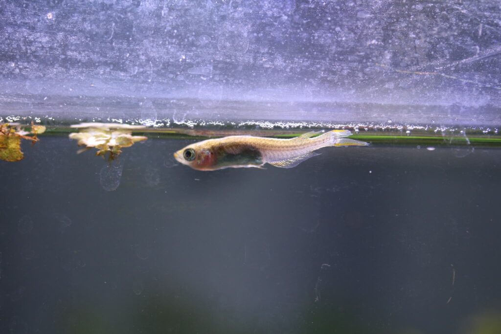 ヒレにはりがないメダカ