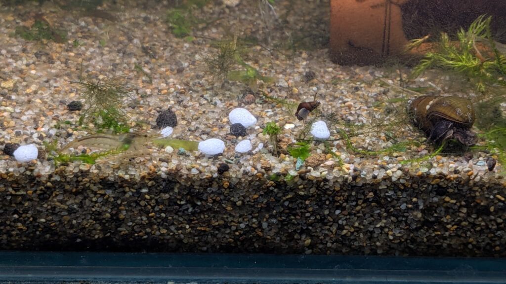 メダカの天然珠塩