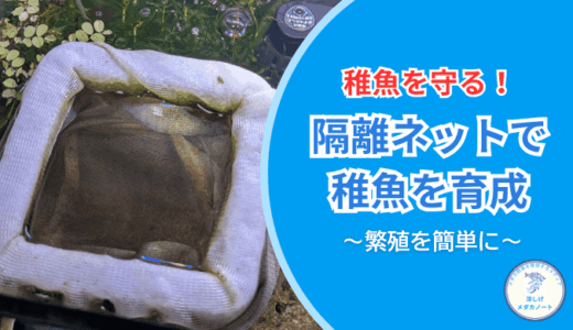 メダカの稚魚向け隔離ネット｜親メダカに食べられずに生存率アップの効果を徹底検証