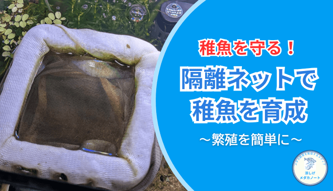 100均でも使える!?浮く隔離ネットレビュー｜生存率アップの効果を徹底検証