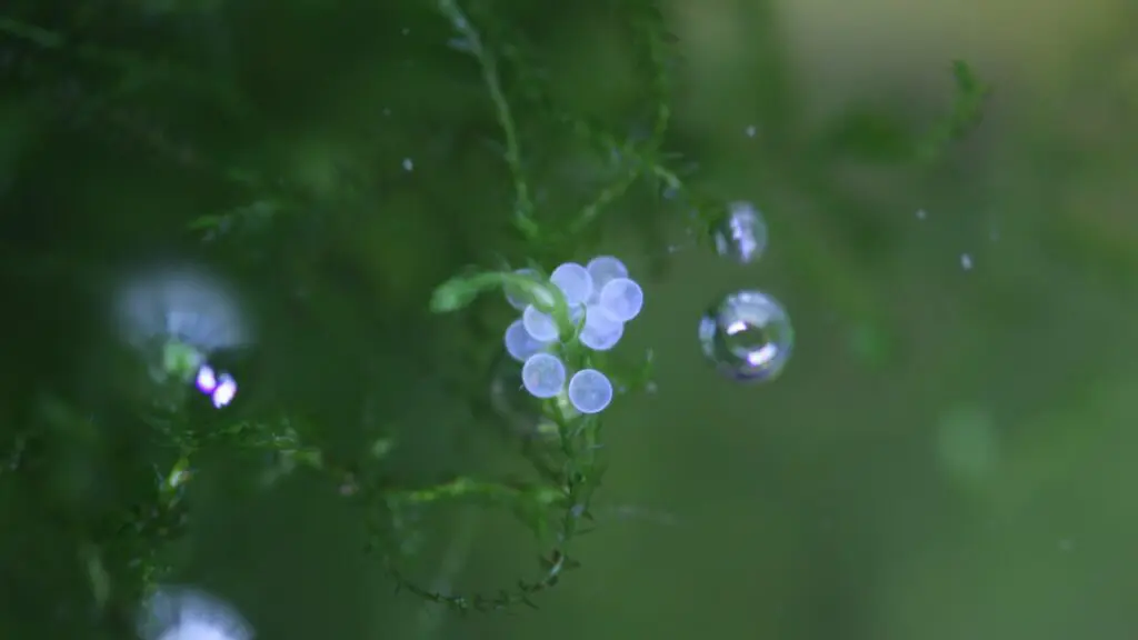 白くなったメダカの卵